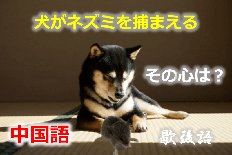 中国語: 犬がネズミを捕まえる - その心は？
