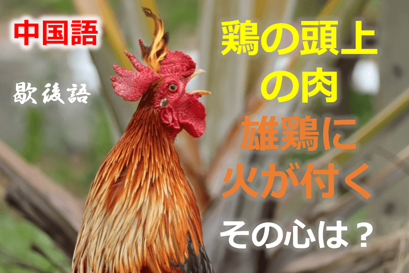 中国語: 鶏の頭上の肉・火が付く - その心は？【歇後語】