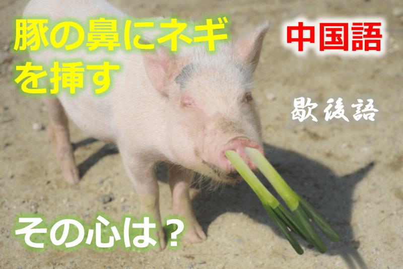 中国語: 豚の鼻にネギを挿す - その心は？【歇後語】
