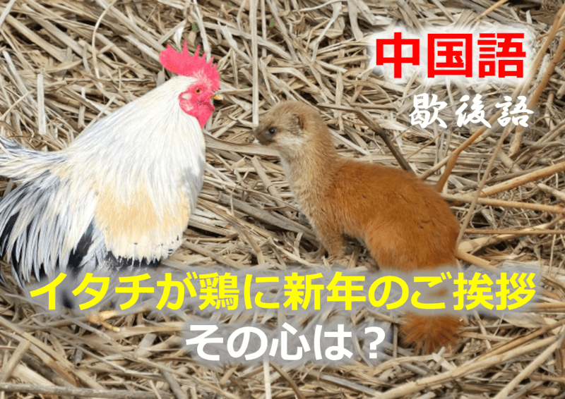中国語: イタチが鶏に新年のご挨拶 - その心は？（歇後語・湾曲表現・大喜利・なぞなぞ・故事成語）
