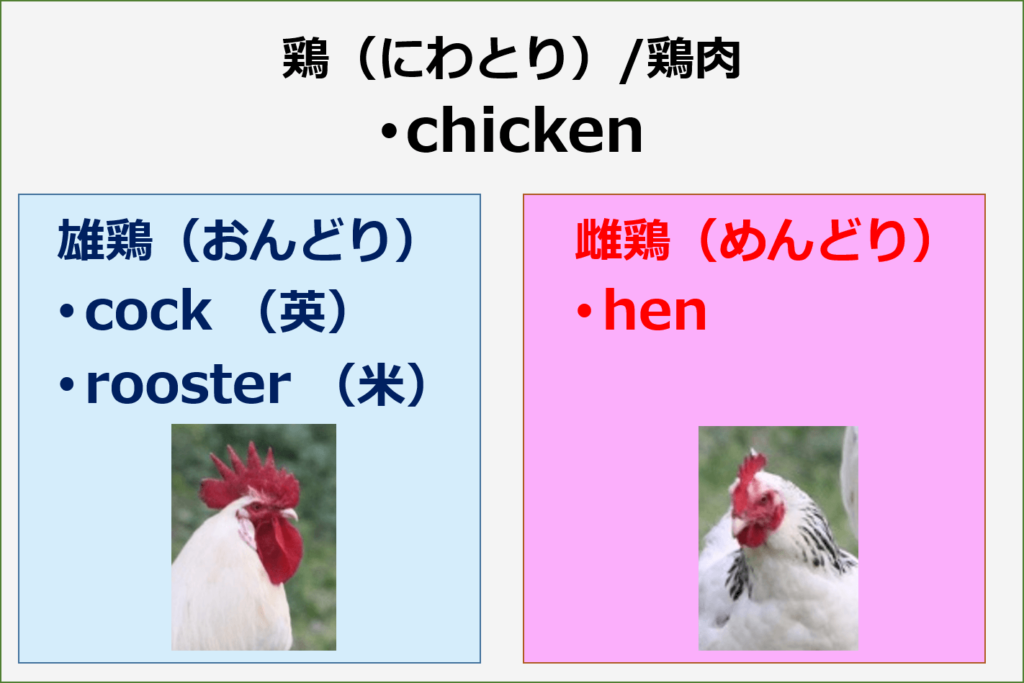 英語の疑問 | 鶏 ニワトリ chicken rooster hen cock チキン ルースター ヘン コク 違い