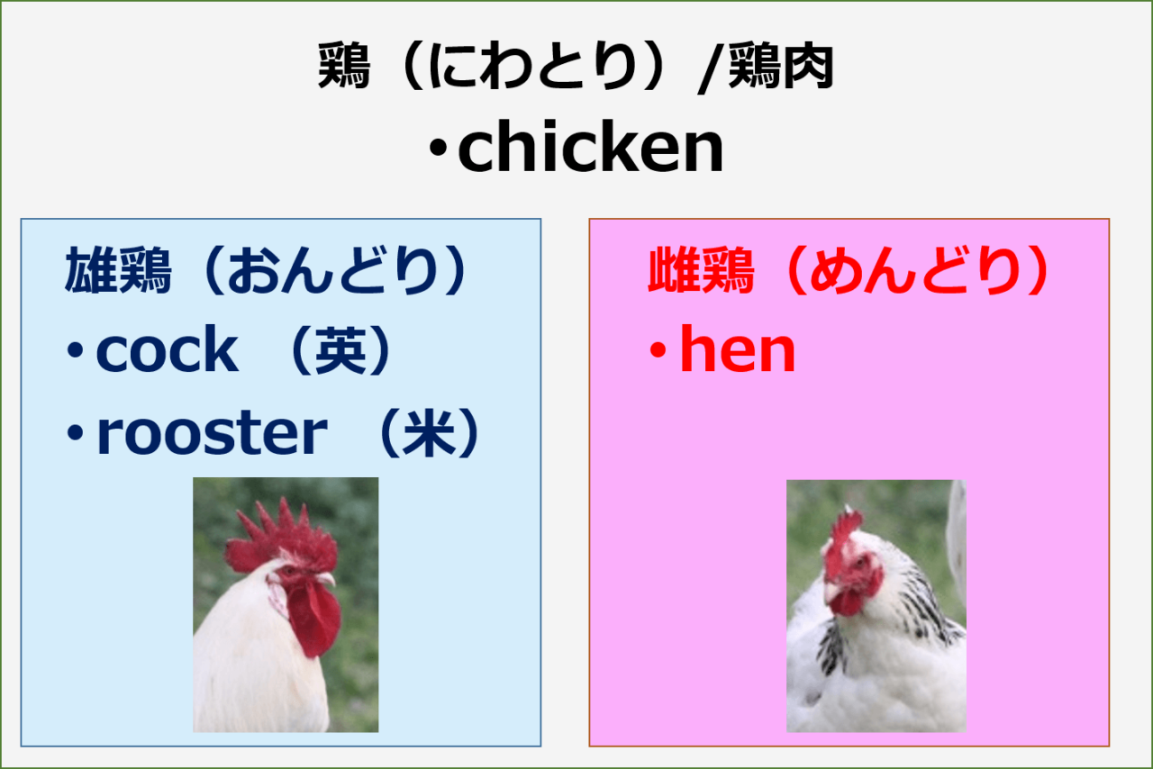 英語 ニワトリ（鶏）は英語で何という？ chicken, cock/rooster and hen チキン コック ルースター ヘン