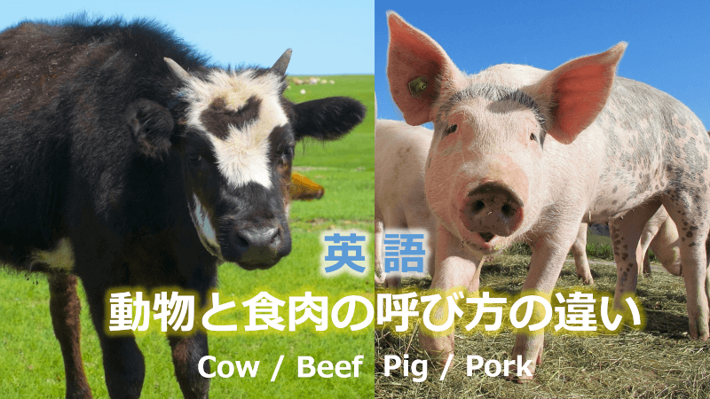 英語: CowとBeef, PigとPork | カウとビーフ、ピッグとポーク | 動物と食肉の呼び方の違いとその理由