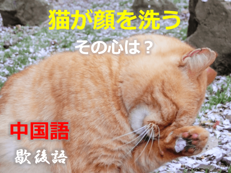 中国語: 猫が顔を洗う - その心は？（歇後語・シエホウユウ・湾曲表現・なぞなぞ・クイズ・大喜利・故事成語）
