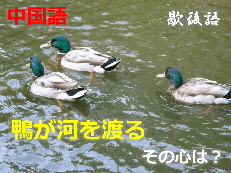 中国語: 鴨が河を渡る・泳げない鴨が河を渡る - その心は？（歇後語・シエホウユウ・中国文化・故事成語・大喜利・なぞなぞ・クイズ）