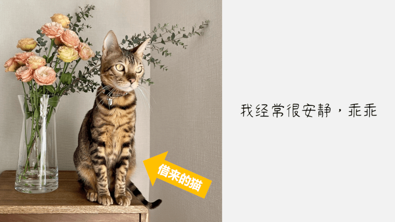 借りてきた猫（かりてきたねこ）- 日语: 关于猫的常见比喻