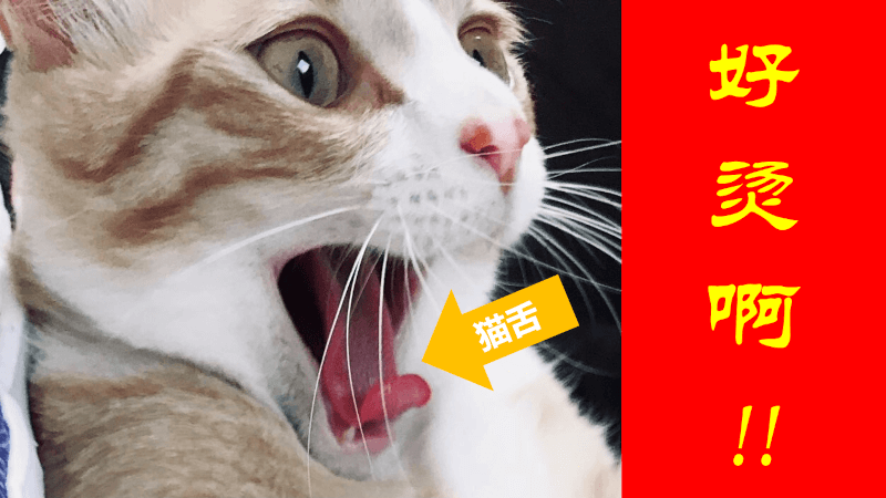 猫舌（ねこじた）- 日语: 关于猫的常见比喻