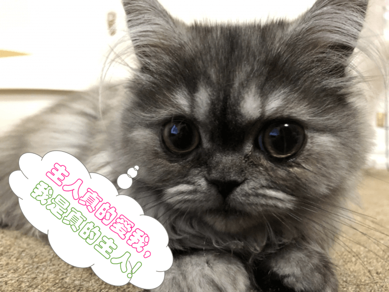 猫かわいがり（ねこかわいがり）- 日语: 关于猫的常见比喻