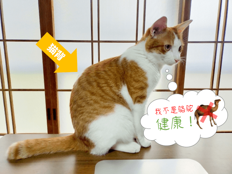 猫背（ねこぜ）- 日语: 关于猫的常见比喻