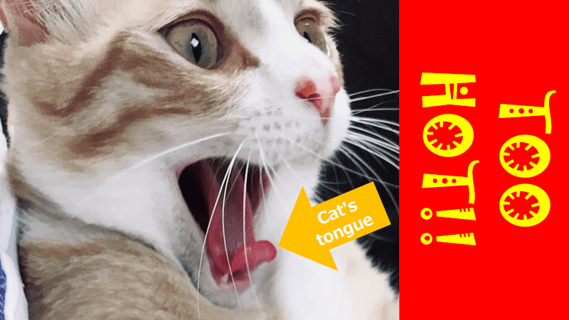 猫舌（ねこじた） [neko jita] = Cat's tongue
