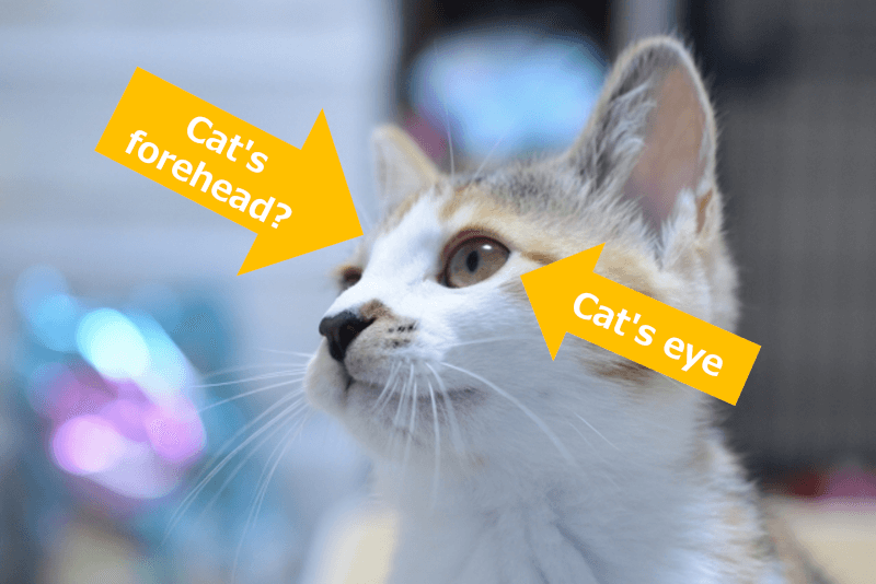 猫の額（ねこのひたい） [neko no hitai] = Cat's forehead / 猫の目（ねこのめ） [neko no me] = Cat's eye