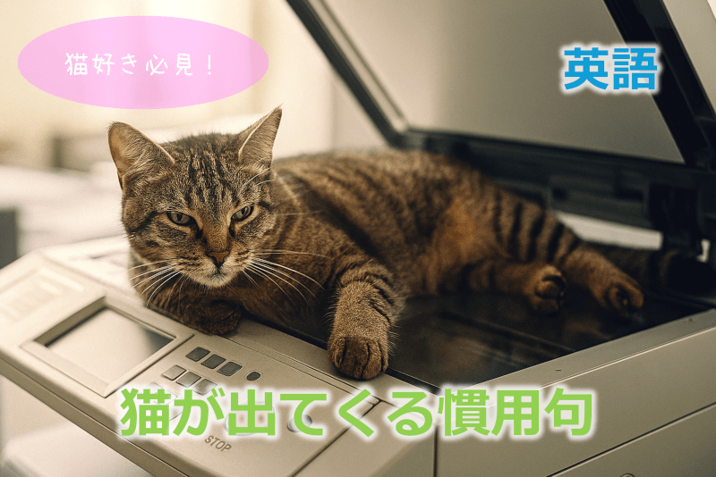 英語: 猫好き必見！猫が出てくる慣用句【クイズ】